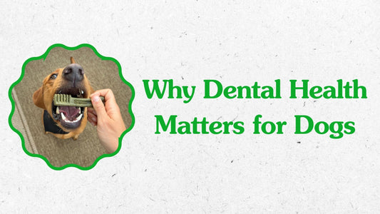 Why Dental Health Matters for Dogs