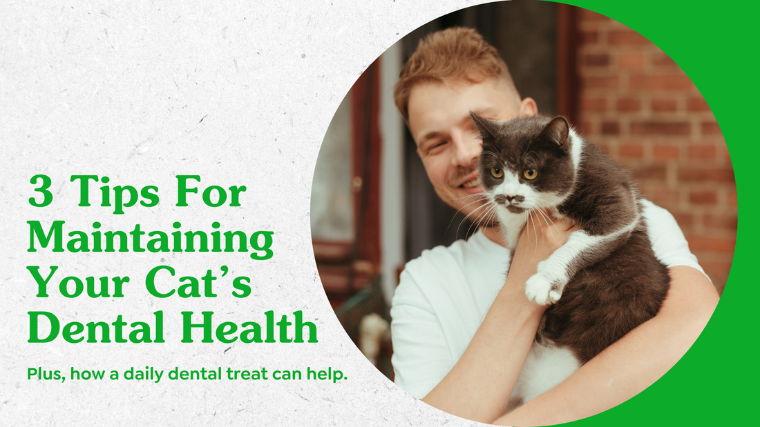 3 Tips For Maintaining Your Cat’s Dental Health