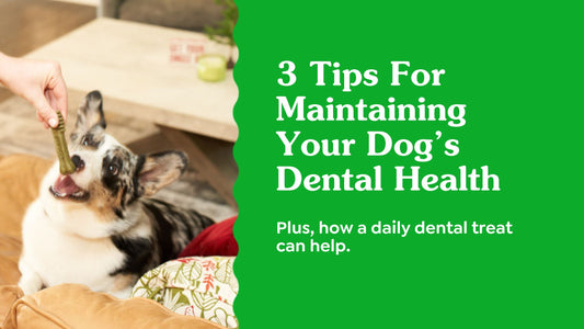 3 Tips For Maintaining Your Dog’s Dental Health
