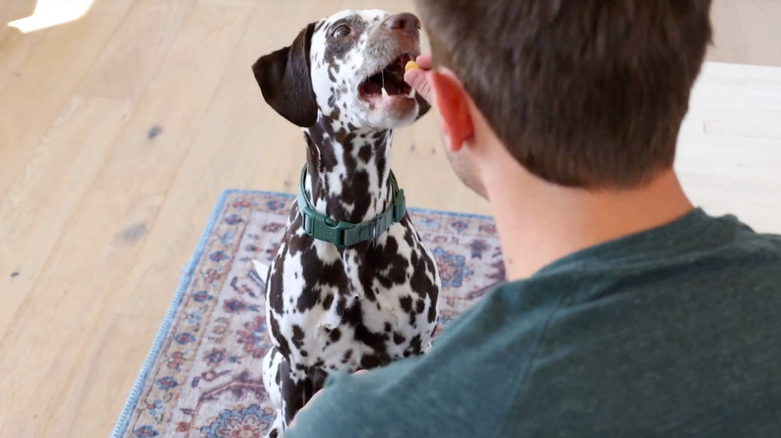 Give Medicine to Your Dog in 3 Easy Steps