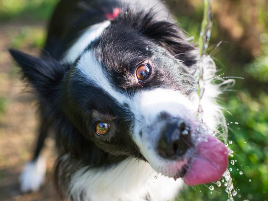 Keep Your Dog Cool in the Summer Heat