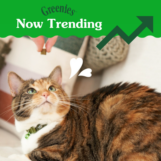 Now Trending for Cats