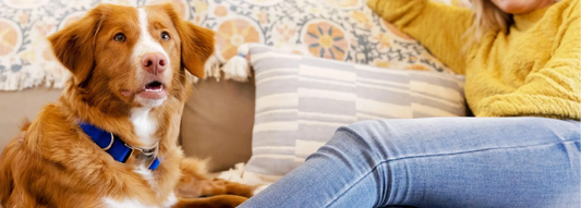 Woman relaxing on sofa with pet dog.
