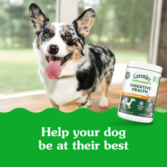 10278341_Greenies_Digestive_Health_Supplements_Chicken_80_Chews_lifestyle1.jpg