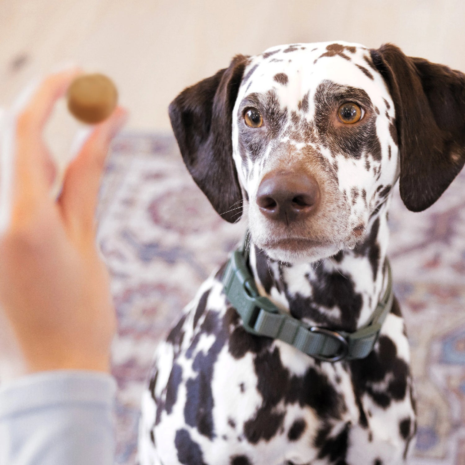 Dalmatian with Greenies supplement