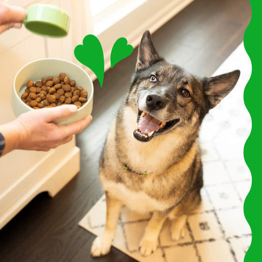 dog being fed greenies main meal by its owner