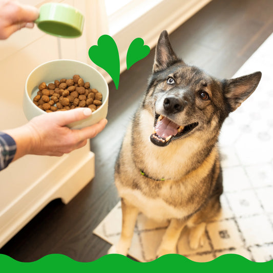 dog being fed greenies main meal by its owner