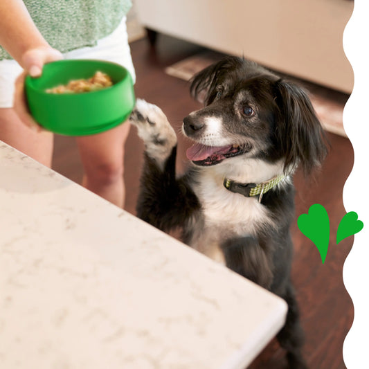 owner feeding its dog Greenies smart essentials dry dog food
