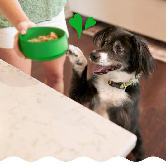 owner feeding its dog Greenies smart essentials dry dog food