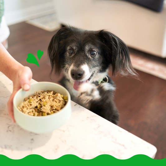 a dog sitting at a table with a bowl of food