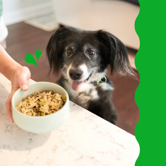 a dog sitting at a table with a bowl of food