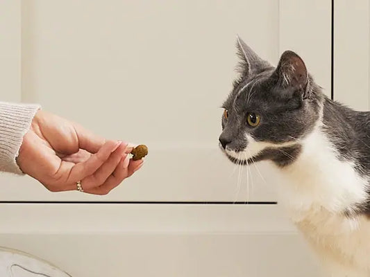 A curious grey and white cat intently looks at a treat being offered by a human hand, inside a room.