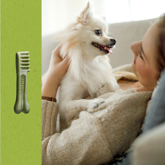 Greenies Teenie Bone Size, small white dog laying on owner