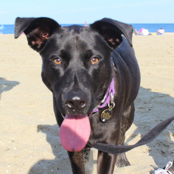 black dog outside on the beach with its tongue out