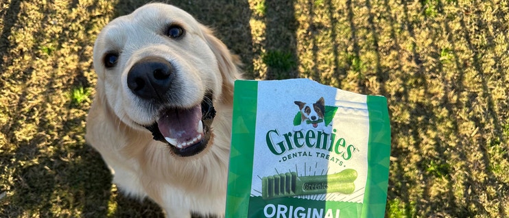 Dog Dental Care 101: Tips to keep your dog's teeth clean
