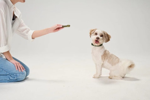 How GREENIES™ Dental Treats Support Canine Dental Health