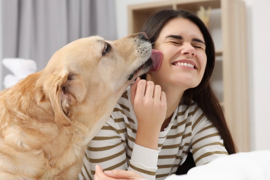 bad-dog-breath-home-remedy-hero_80d64fba-6c82-4ea6-975f-5c616c980bbc