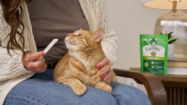 Cleaning Your Cats Teeth
