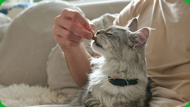 Taking Care of Cats Teeth