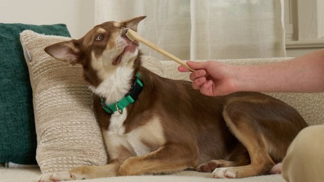 Dog Sniffing Toothbrush