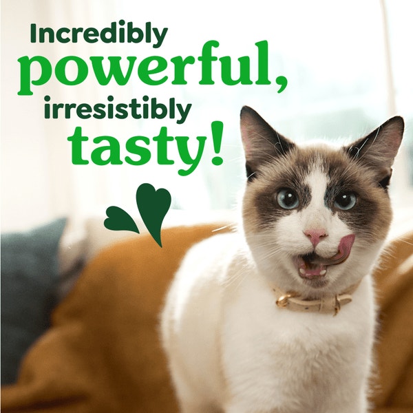 Feline Dental Oven Roasted Chicken Flavor Cat Treats asset 4