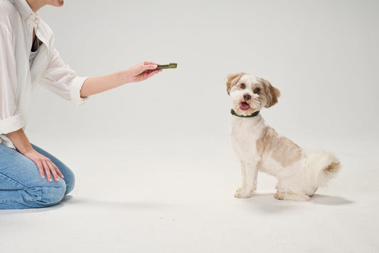 How GREENIES™ Dental Treats Support Canine Dental Health