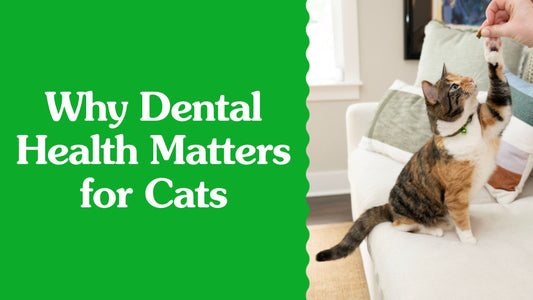 Why Your Cat’s Dental Health Matters
