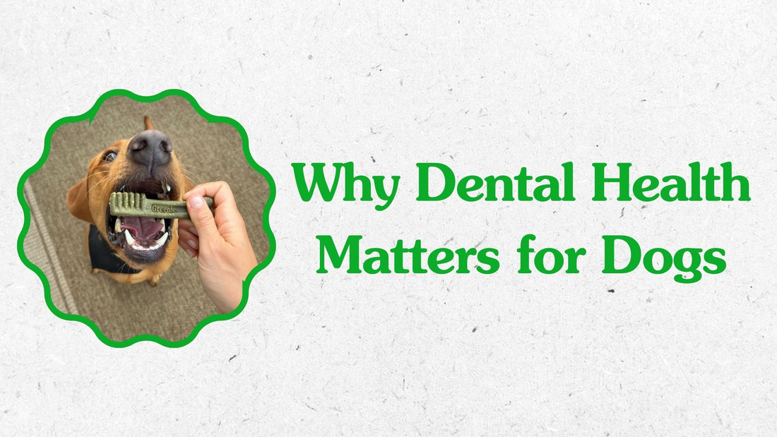 Why Dental Health Matters for Dogs