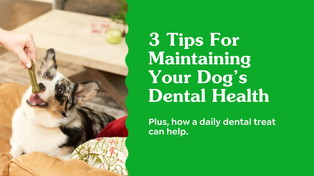 Tips for Maintaining Good Dental Health in Pets: Pearly Whites!