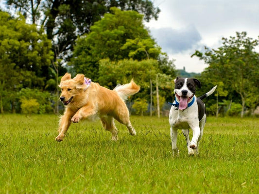 two dogs running through a field