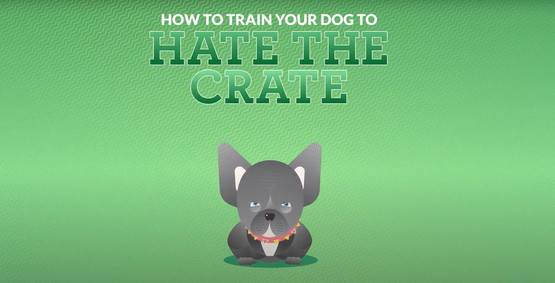 How to crate train a dog who hates the crate best sale
