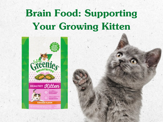 Brain Food: Supporting Your Growing Kitten Blog Post