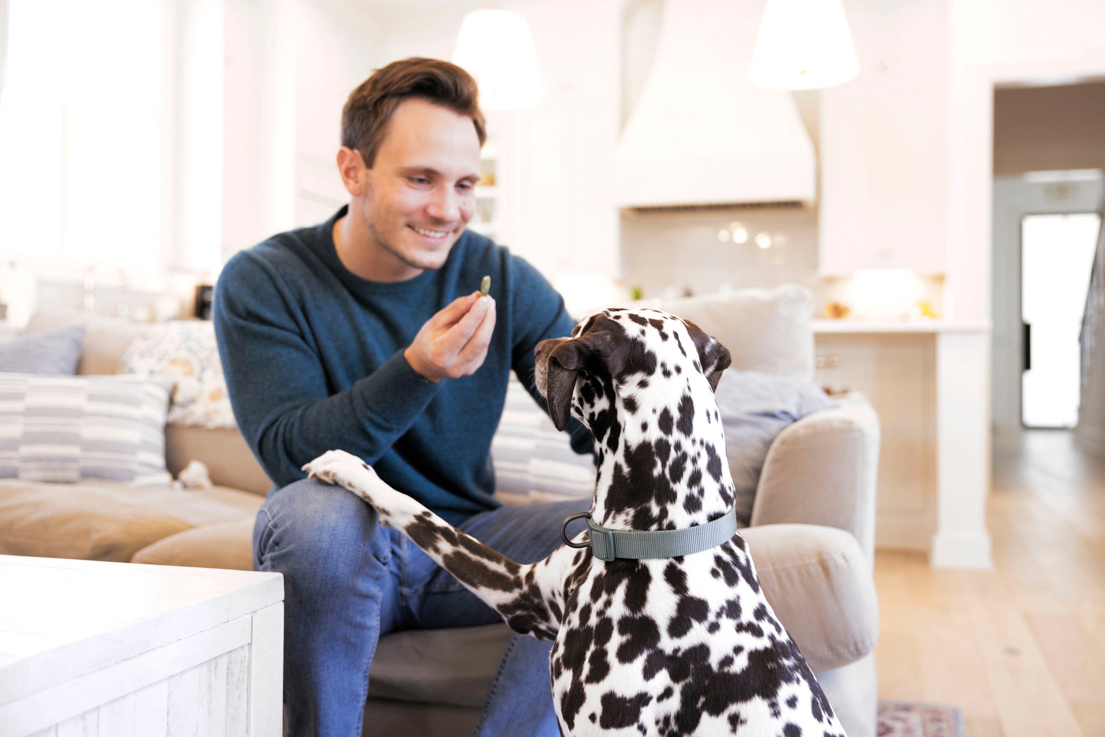 2 Steps on How to Fix Bad Dog Breath