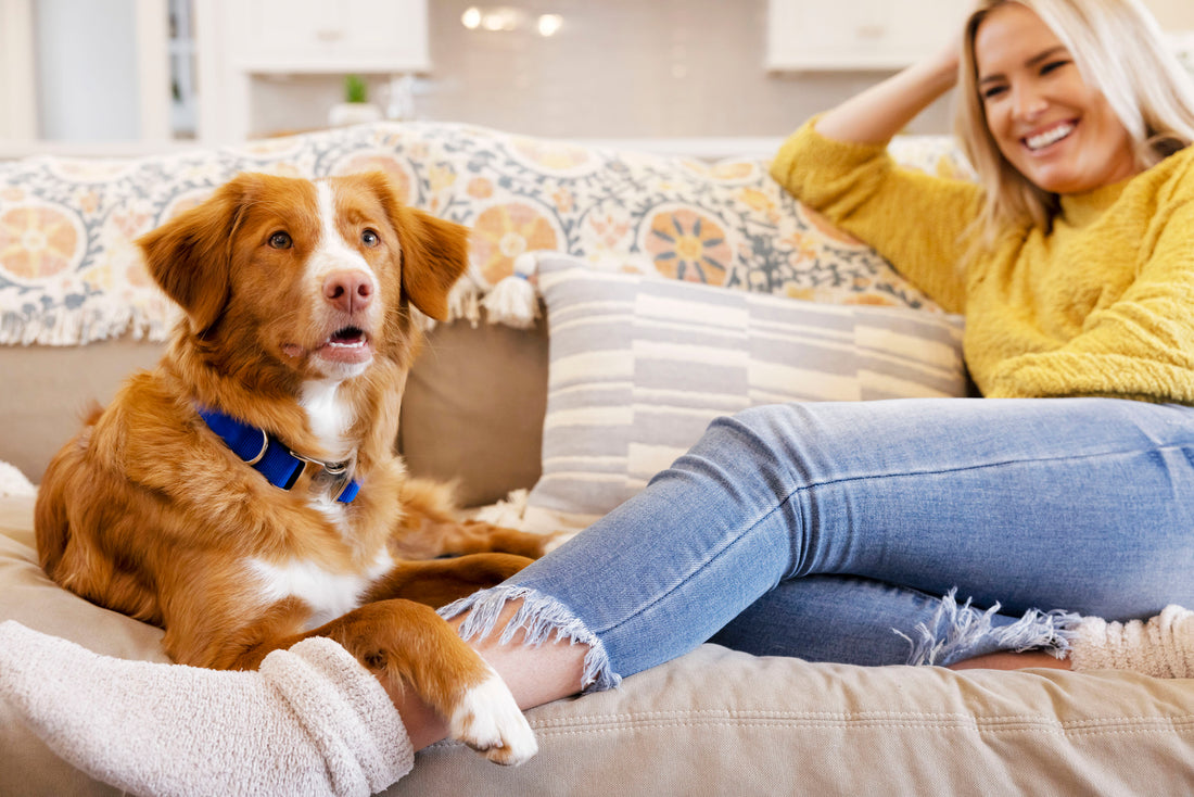 Dental Treat Is Right for Your Dog