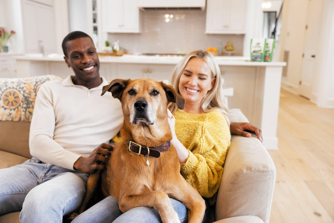 4 Tips for Dog Oral Care