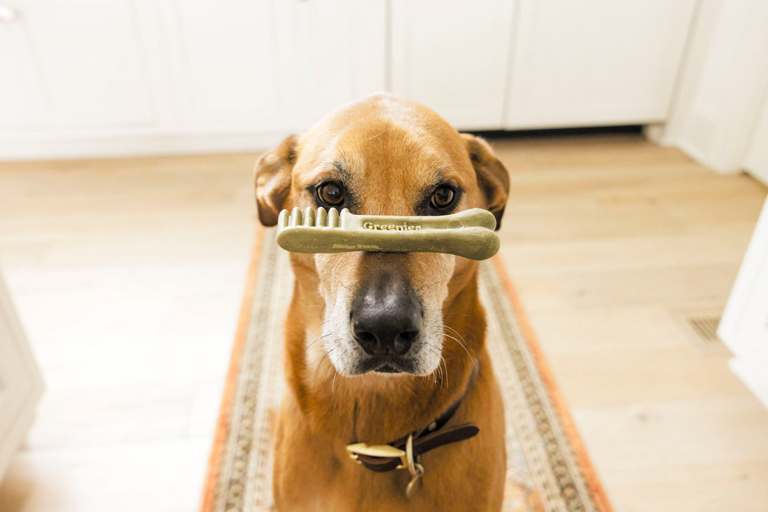Caring for your Pet’s Health with GREENIES™ Treats