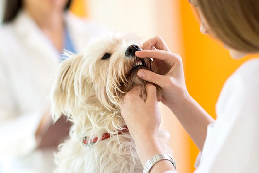 Bad Breath in Dogs: Causes, Treatment and Prevention