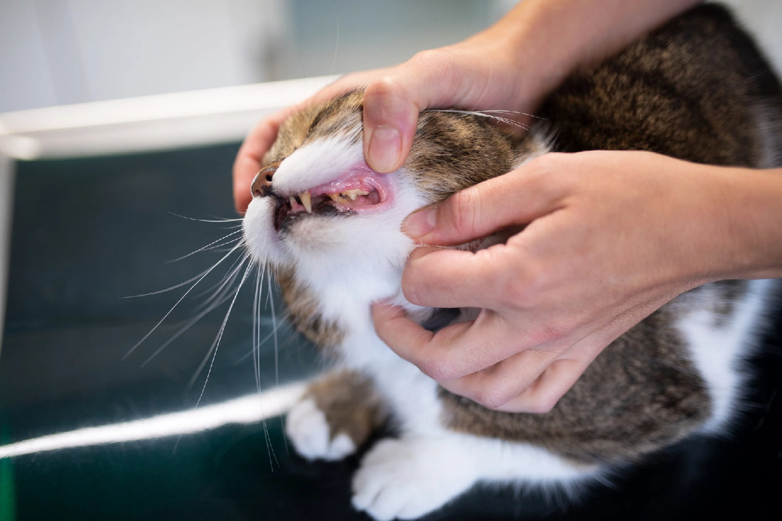 Cat With Bad Breath At The Vet