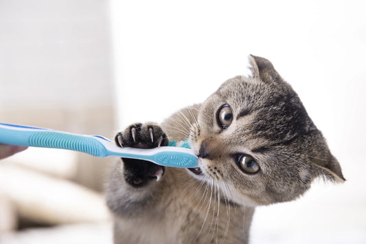 Cat playing with a toothbrush