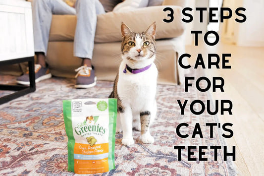 Cat Oral Care: Three Steps to Care for Your Cats Teeth