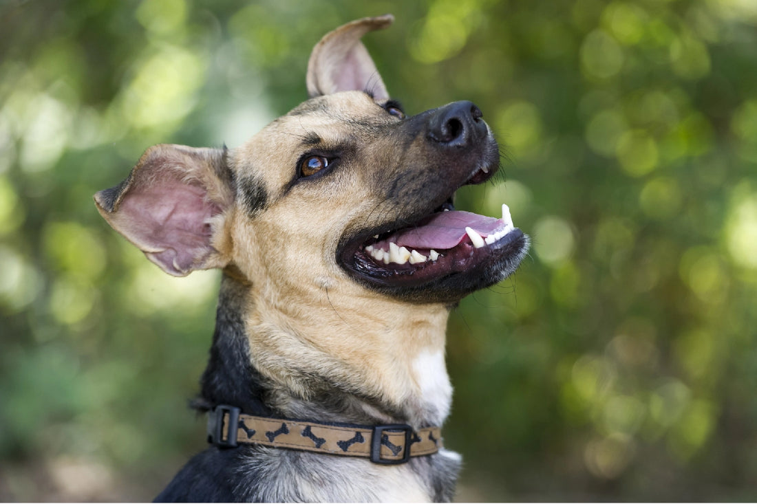 Dog with clean teeth