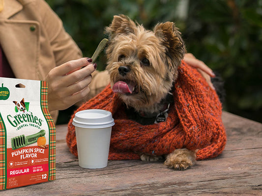 4 Ways for You and Your Dog to Fall in Love with Fall