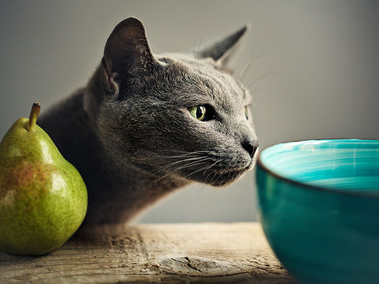 Is People Food Safe for Cats