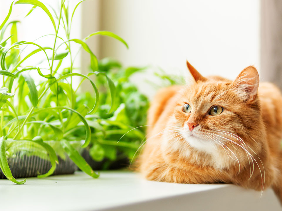 Cat Health Tips, Tricks