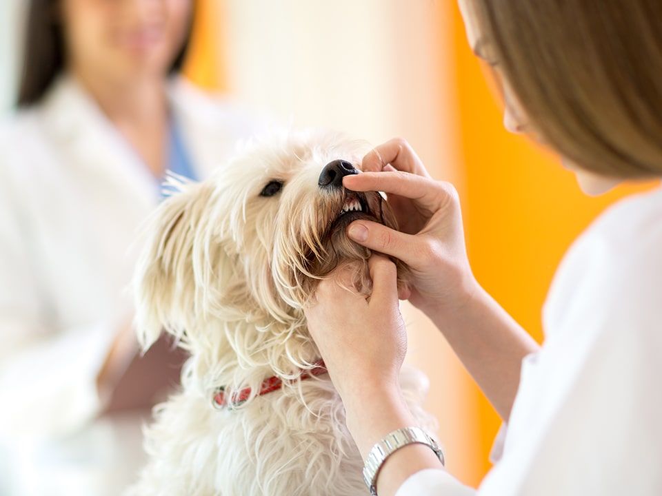 Questions to Ask Your Vet about Your Pet’s Dental Health