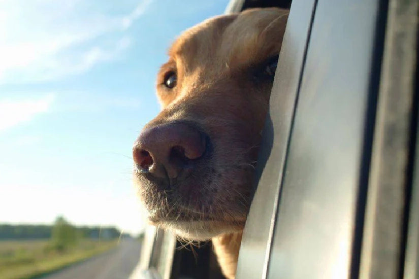 Top 5 Summer Travel Tips with Dogs