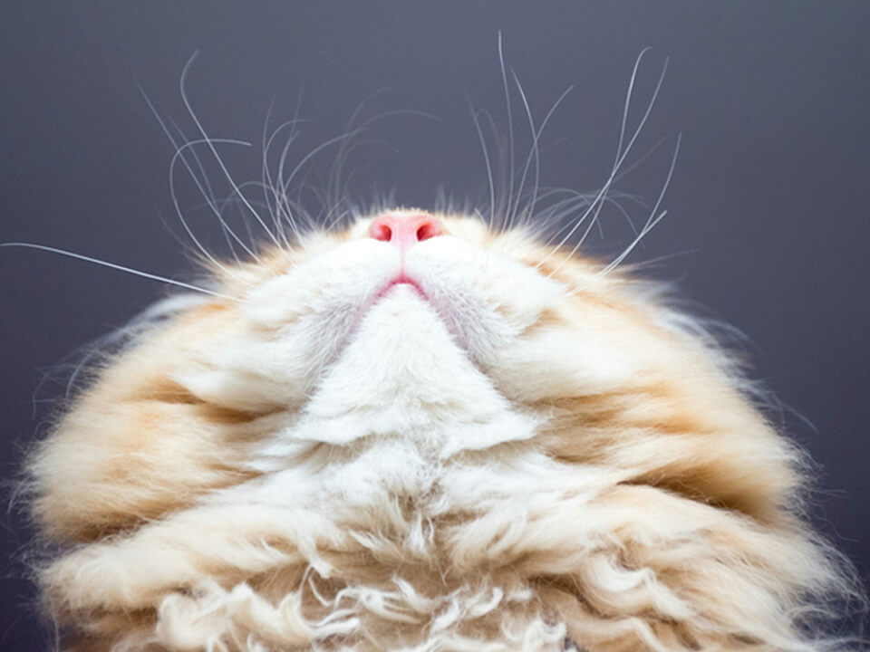 Caring for Your Cat’s Oral Health