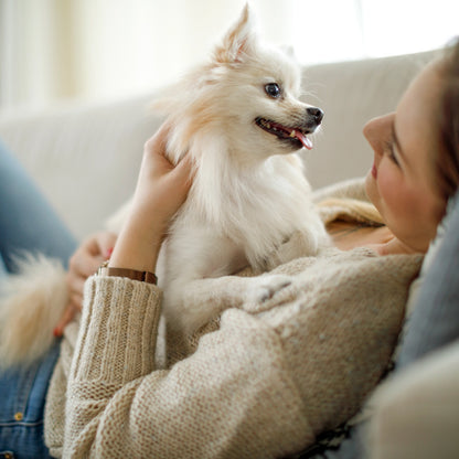 Teenie sized white dog laying on its owners chest