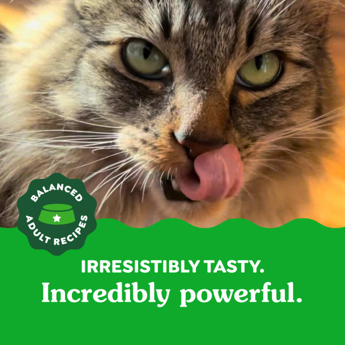 10223628_Greenies_AdultCat_DentalTreats_TemptingTuna_21_oz_lifestyle1.jpg