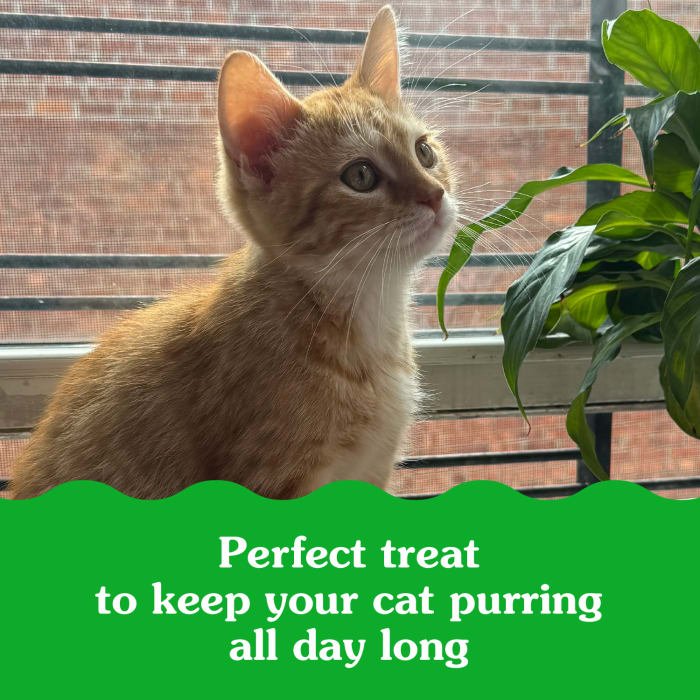 10250180_Greenies_Smartbites_Healthy_Kitten_Treats_Chicken_16_oz_claim2.jpg